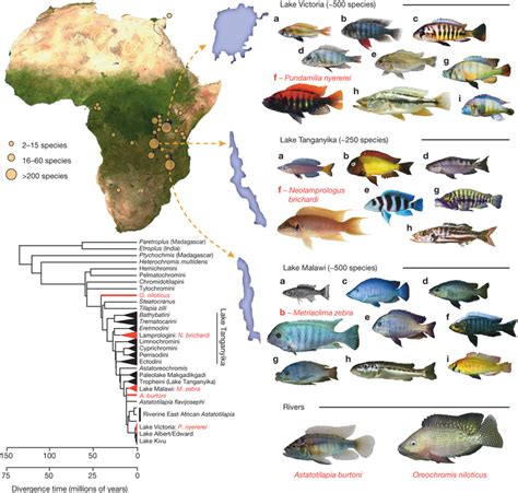 african fish|Category:Fish of Africa .